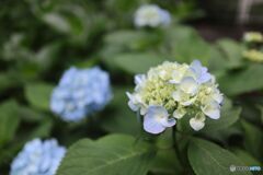 道端に咲く花