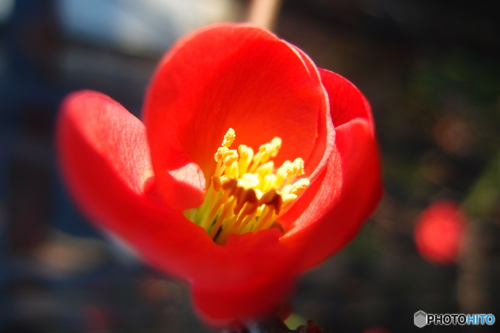 道端に咲く花