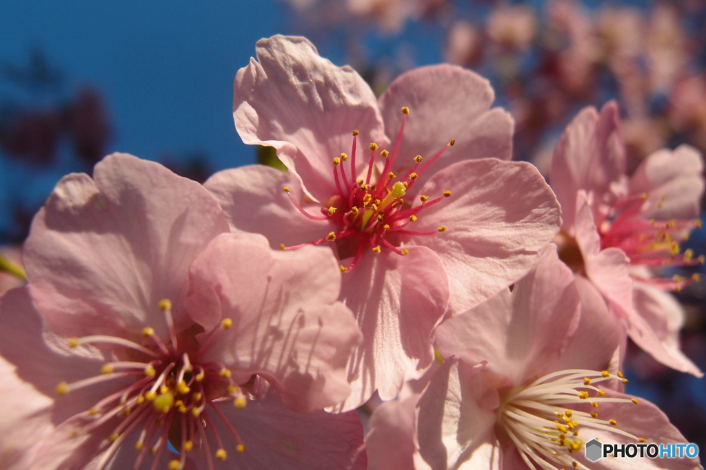 道端に咲く花