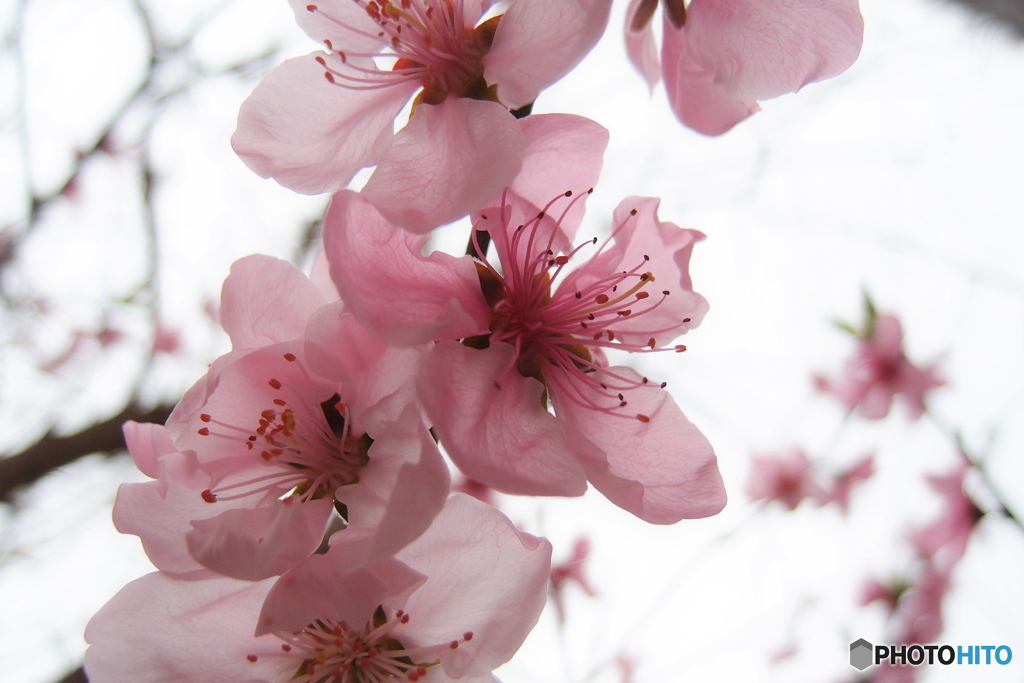 道端に咲く花