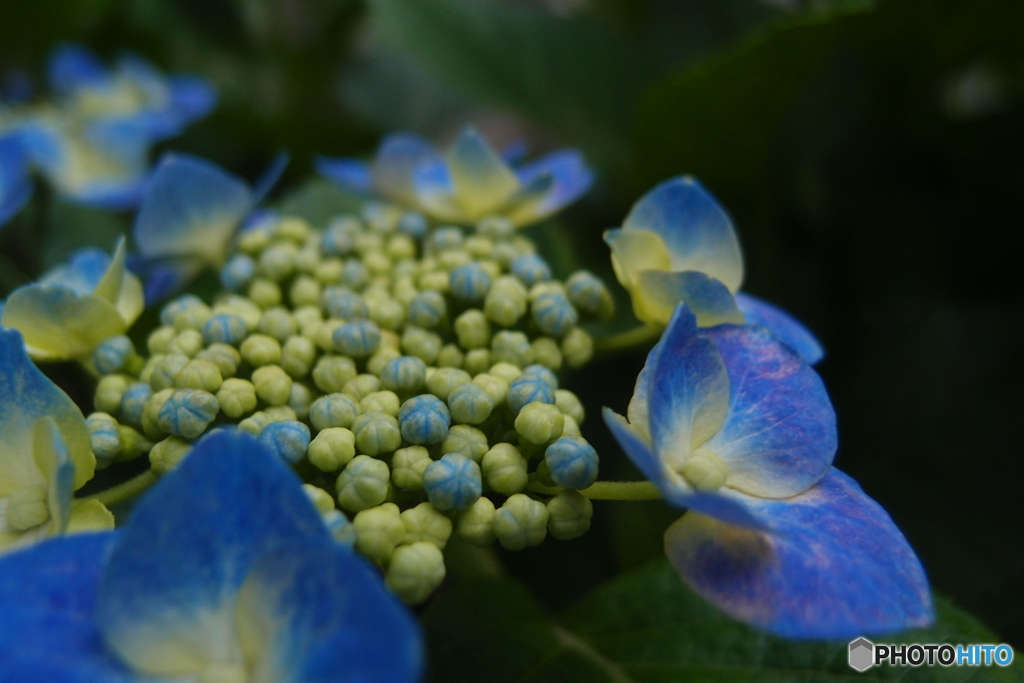 道端に咲く花
