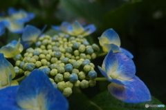 道端に咲く花