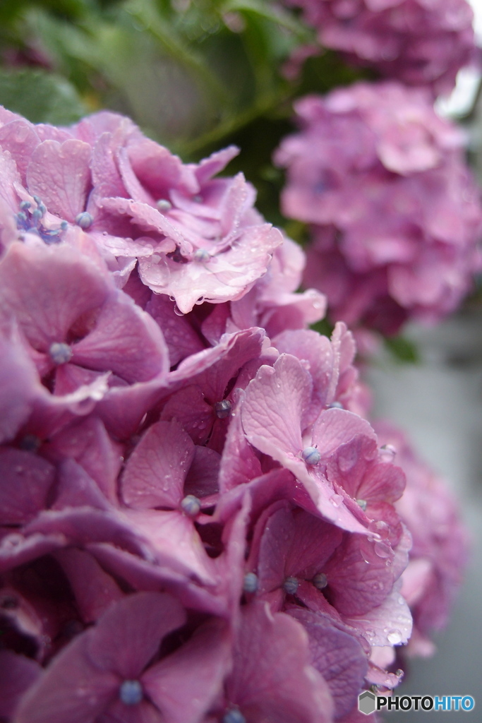 雨の日の紫陽花