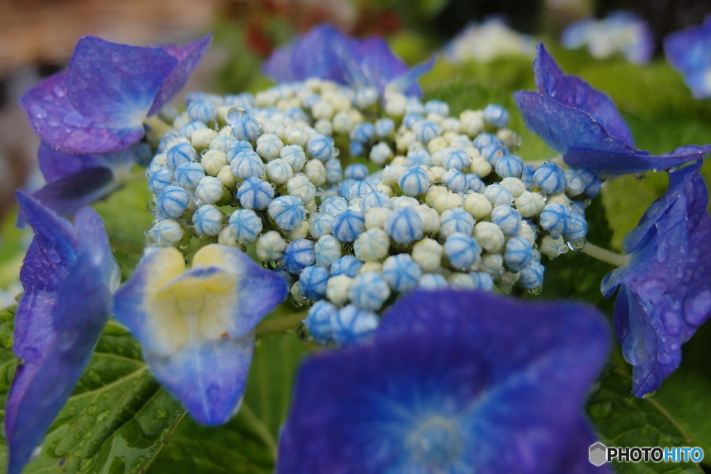 道端に咲く花