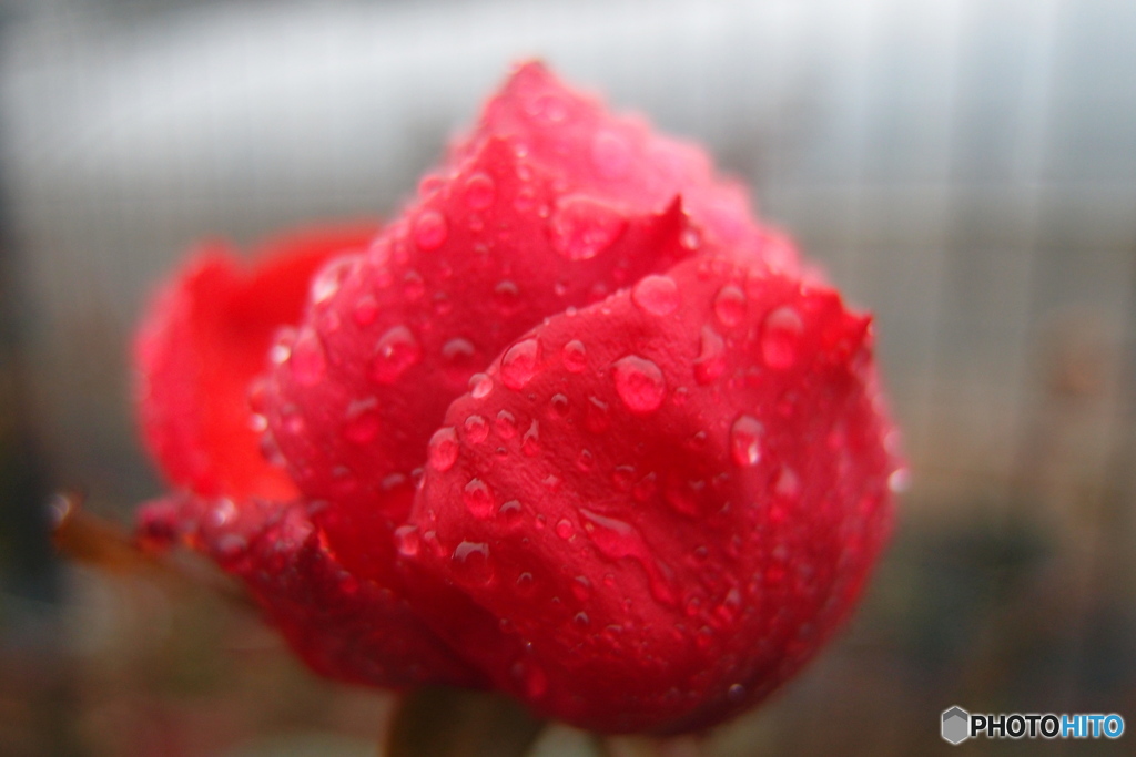 道端に咲く花