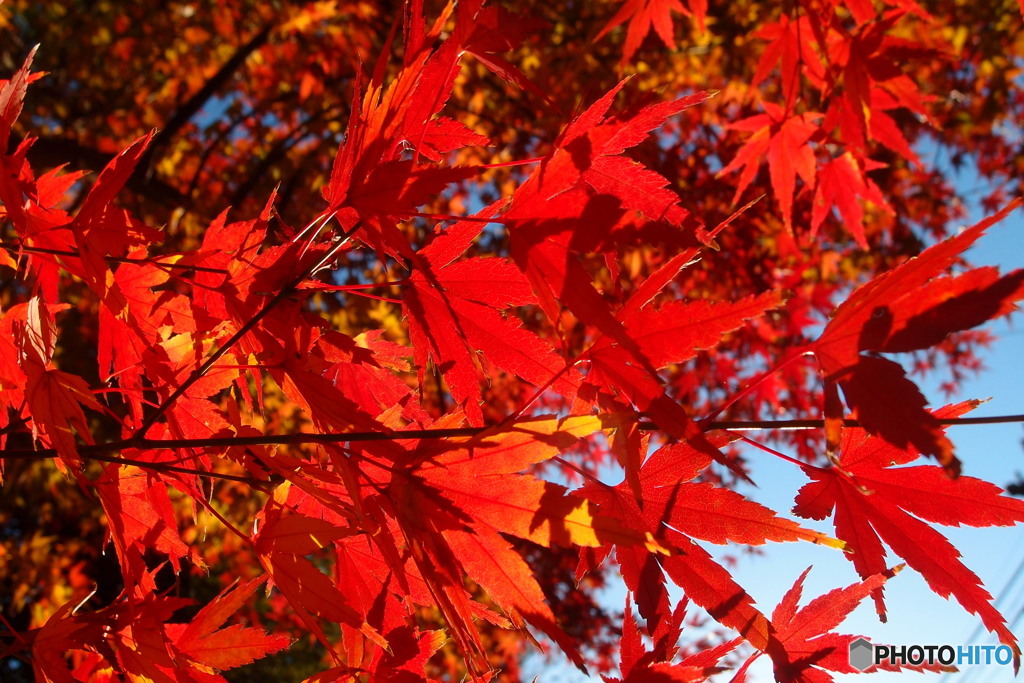 紅葉