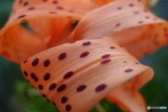 道端に咲く花