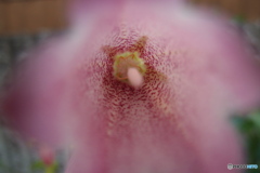 道端に咲く花