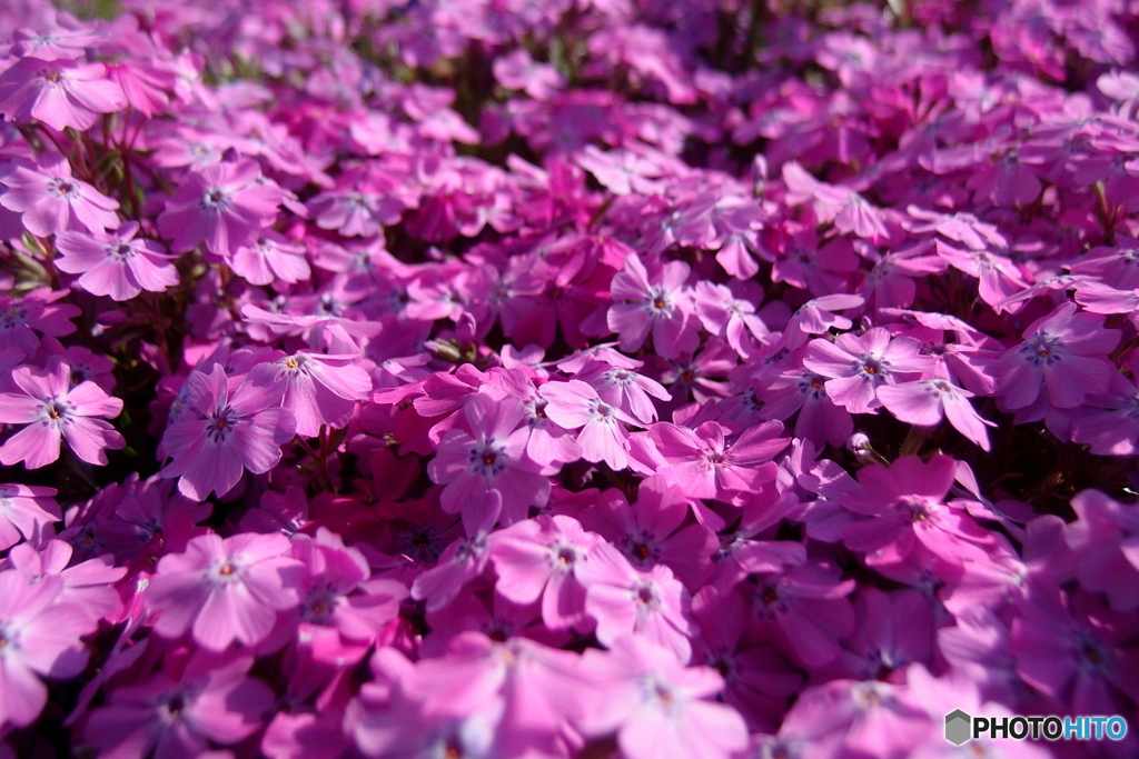 道端に咲く花