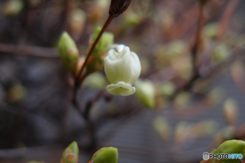 道端に咲く花