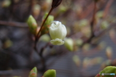 道端に咲く花