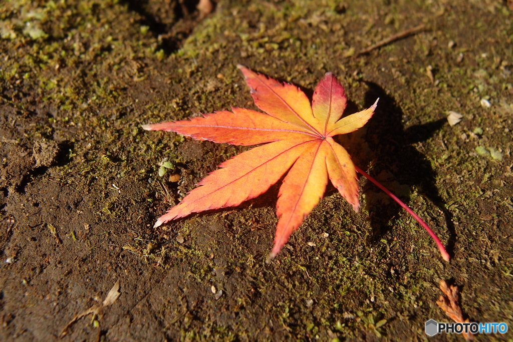 紅葉