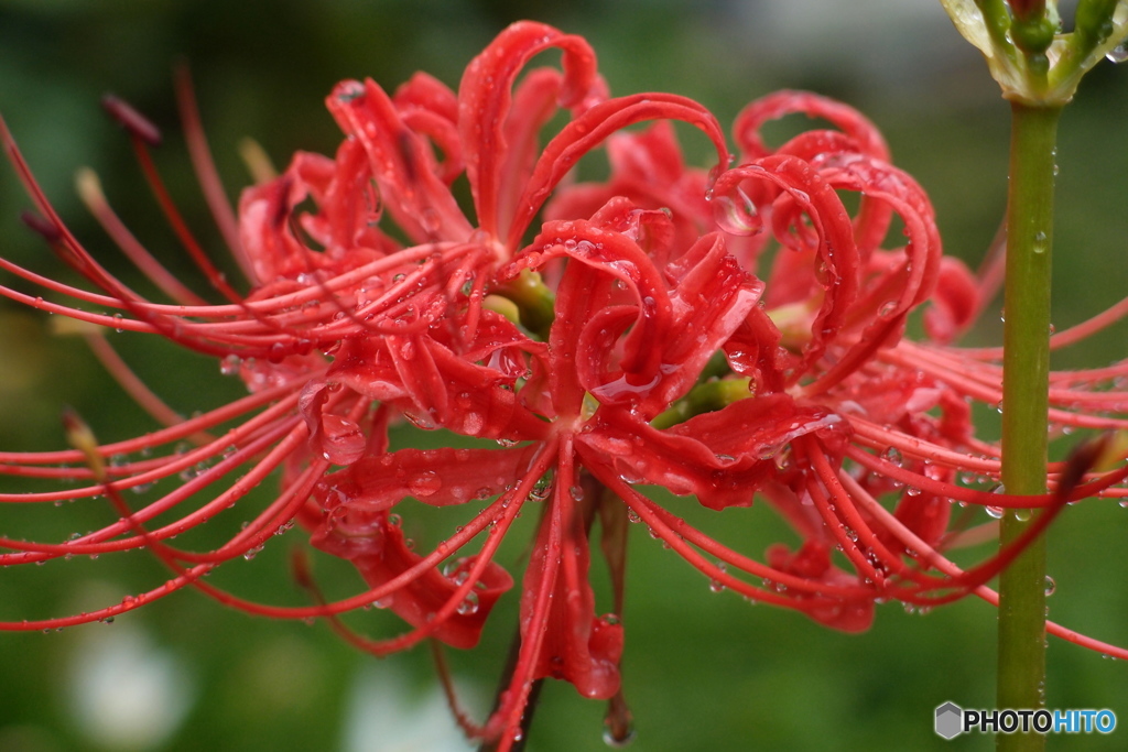 道端に咲く花