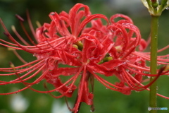 道端に咲く花