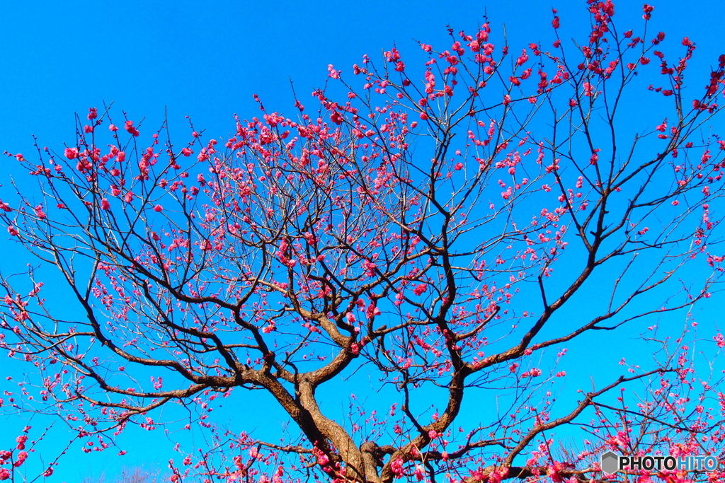 紅梅
