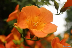 道端に咲く花