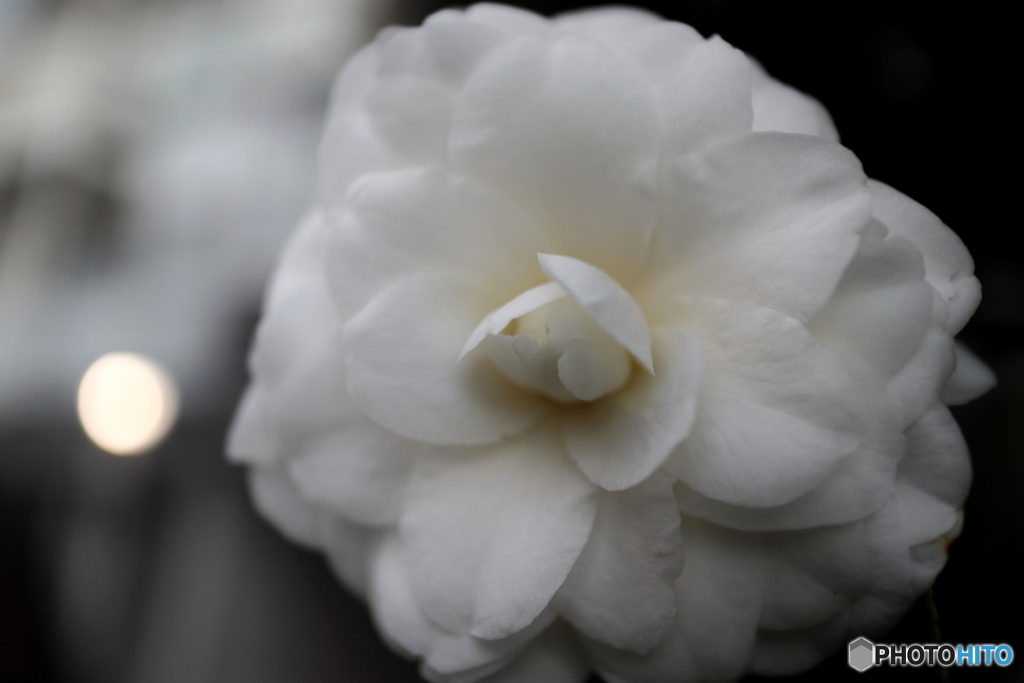 道端に咲く花