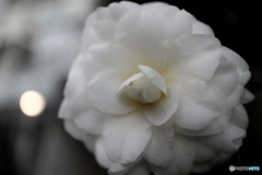 道端に咲く花