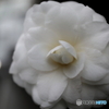 道端に咲く花