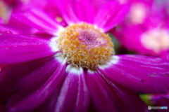 道端に咲く花