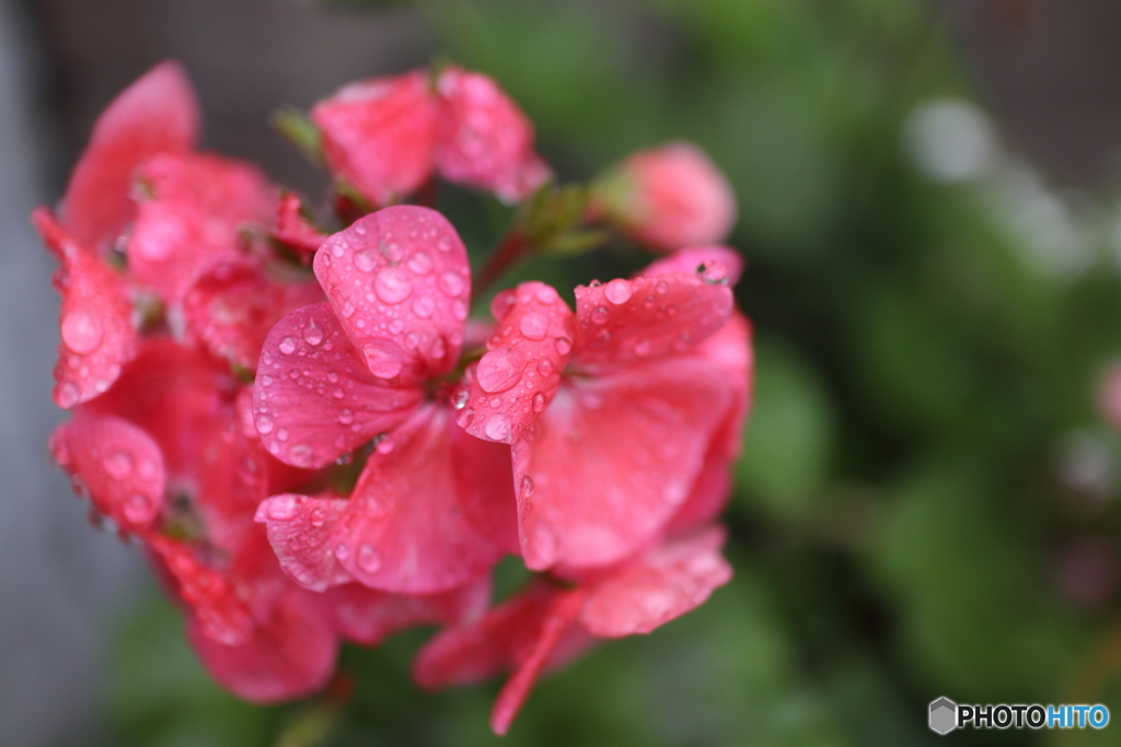 道端に咲く花