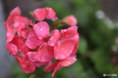 道端に咲く花