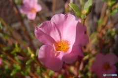 道端に咲く花