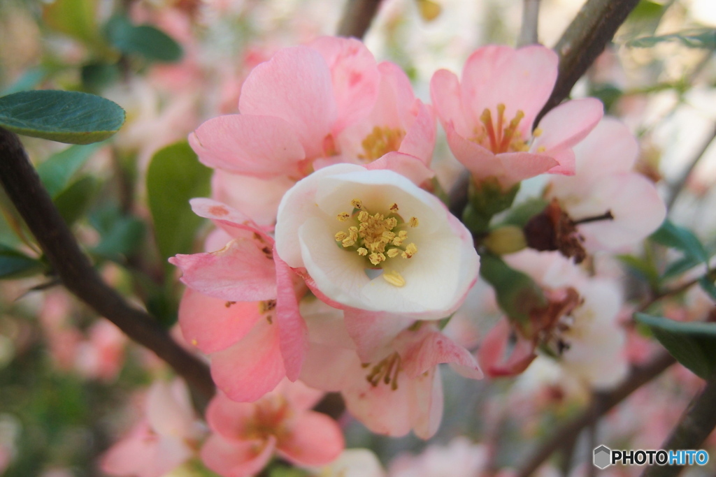 道端に咲く花