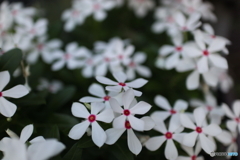 道端に咲く花