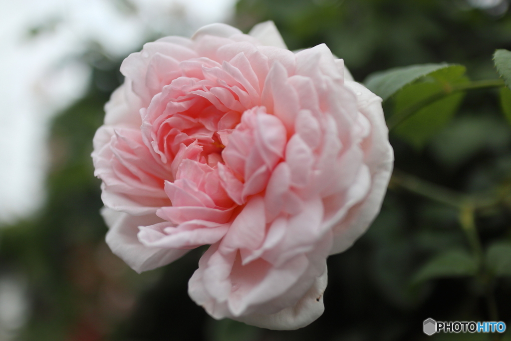 道端に咲く花