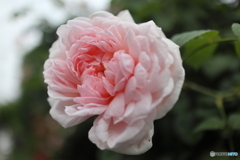 道端に咲く花