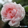 道端に咲く花