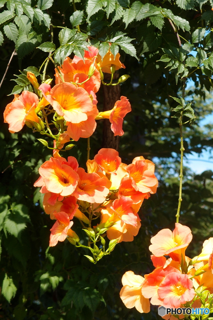 道端に咲く花
