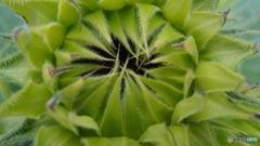 道端に咲く花