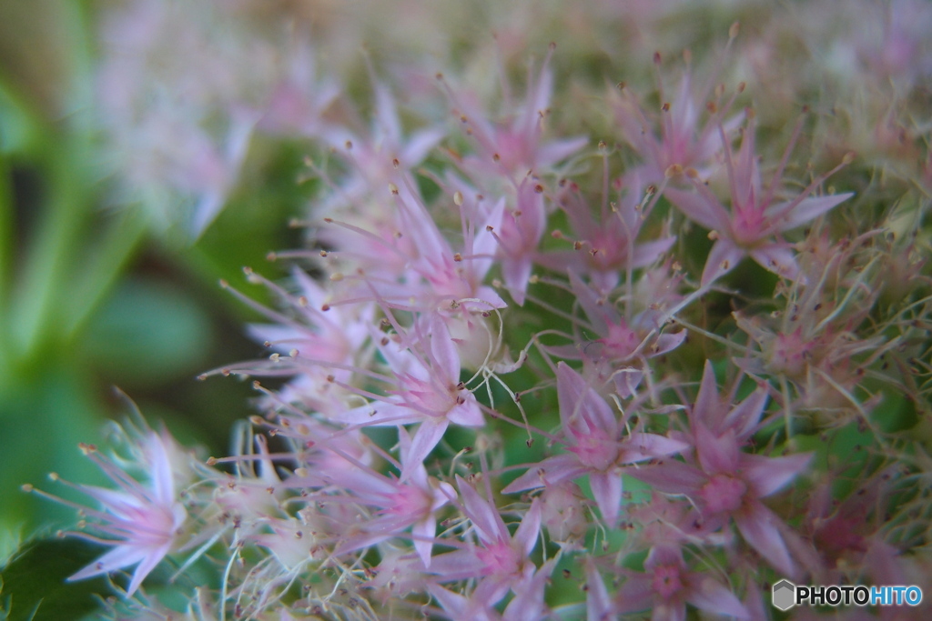 道端に咲く花