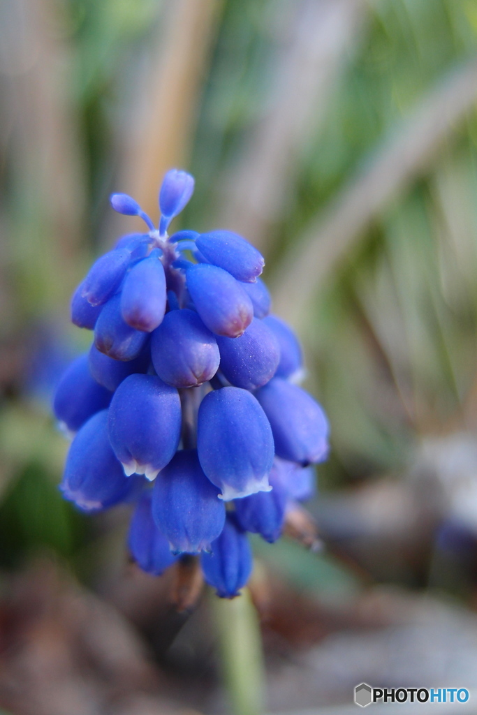 道端に咲く花