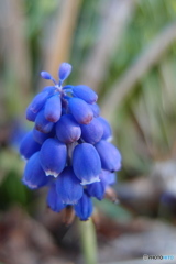 道端に咲く花