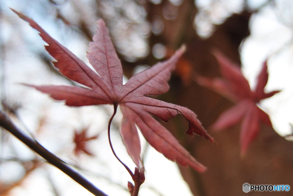 枯れ紅葉