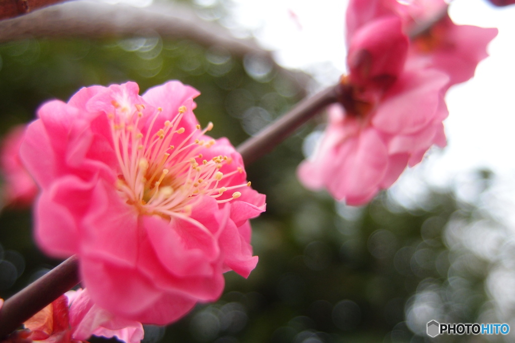 梅の花