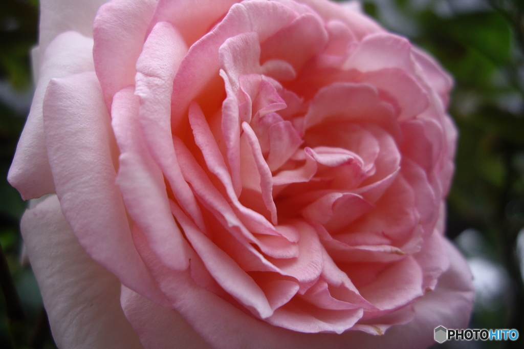 薔薇の花
