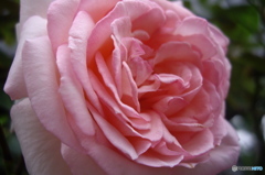 薔薇の花