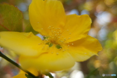 道端に咲く花