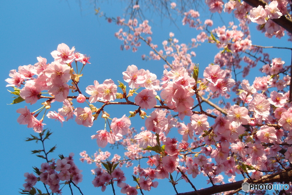 道端に咲く花