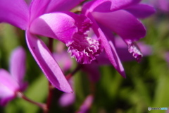 道端に咲く花