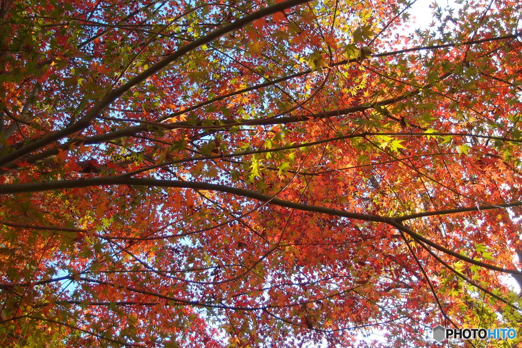 紅葉
