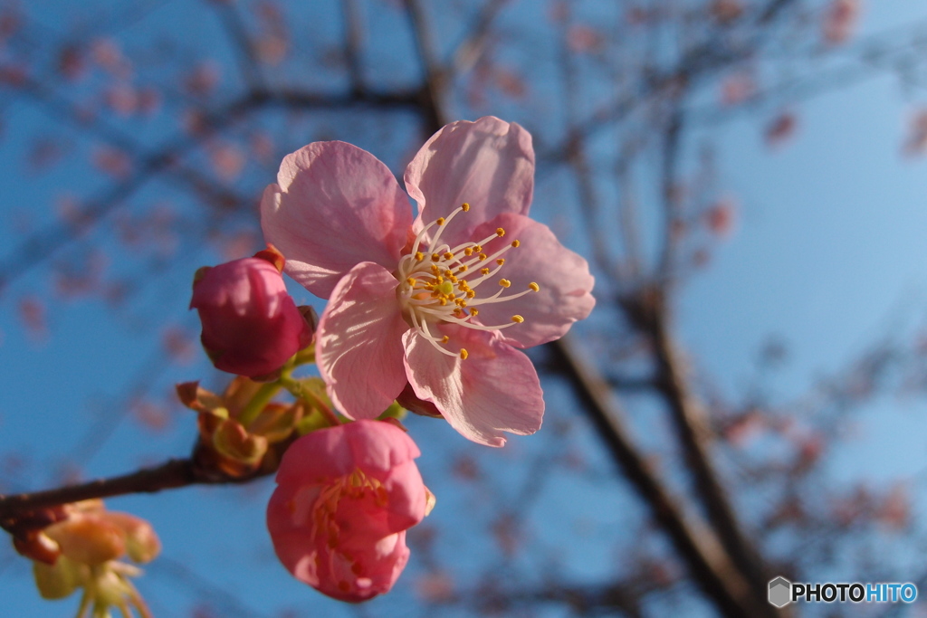 道端に咲く花