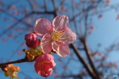 道端に咲く花