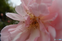 道端に咲く花