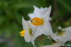 道端の咲く花