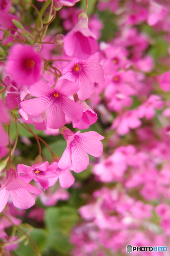 道端に咲く花